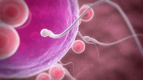 Pfizer coronavaccin schadelijk voor kwaliteit sperma