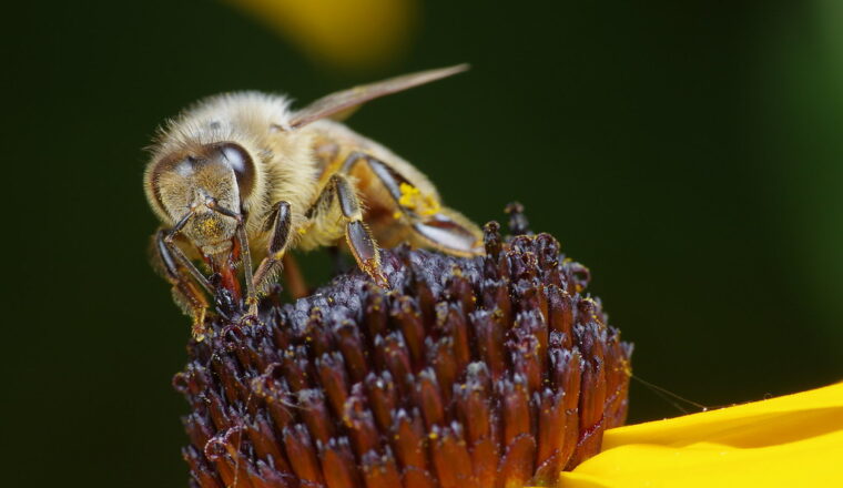 VS keurt experimenteel vaccin voor bijen goed