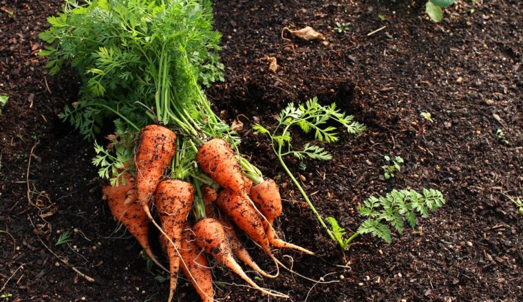 De gezondheidsvoordelen van wortels en een heerlijk recept! – Steun de Boer